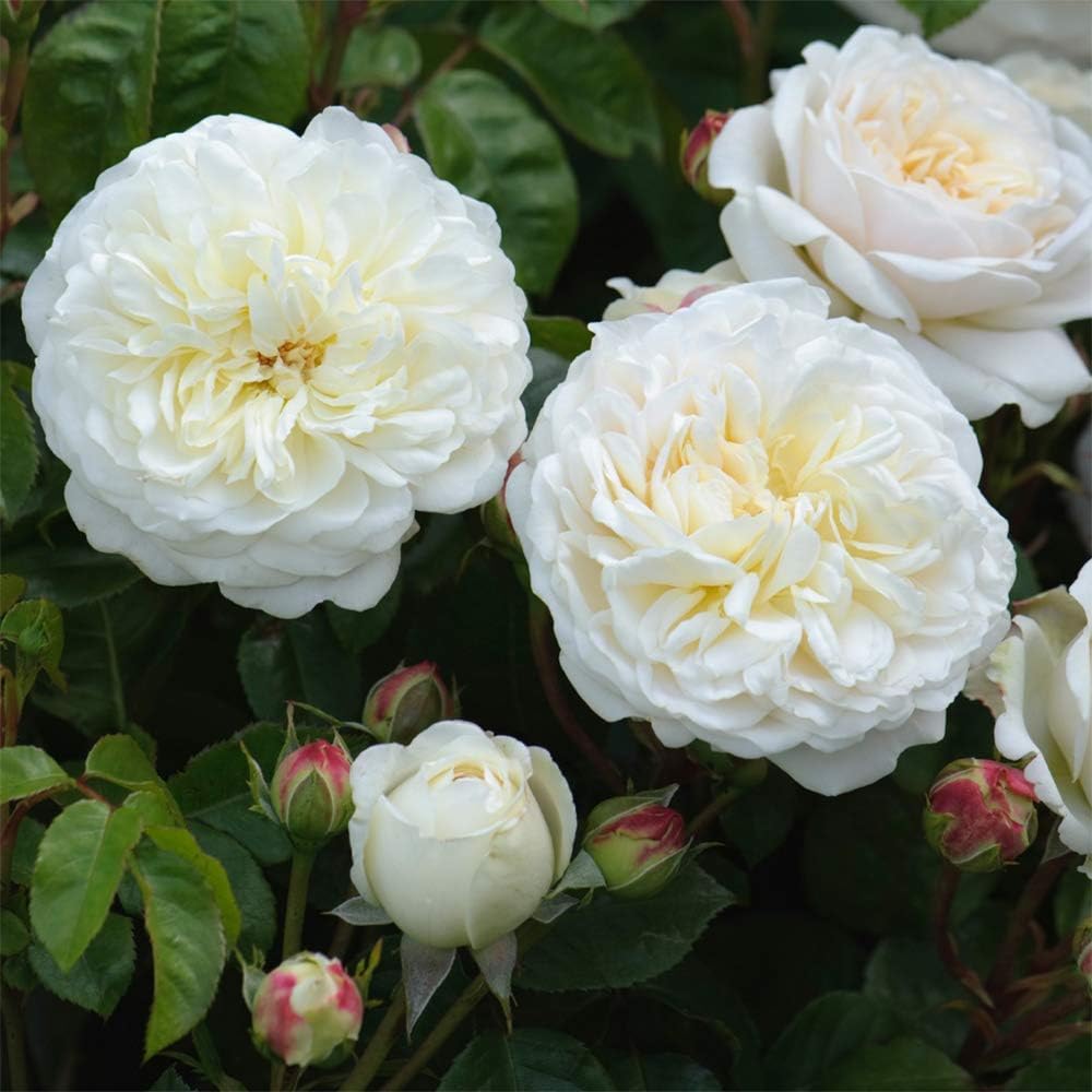 White Rose Bush Live Plant for Planting Outdoors F729