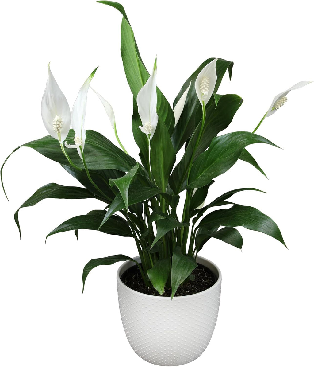 Peace Lily Plant in White 6 Inch Pot, Live Houseplant for Office and Low Light E57814
