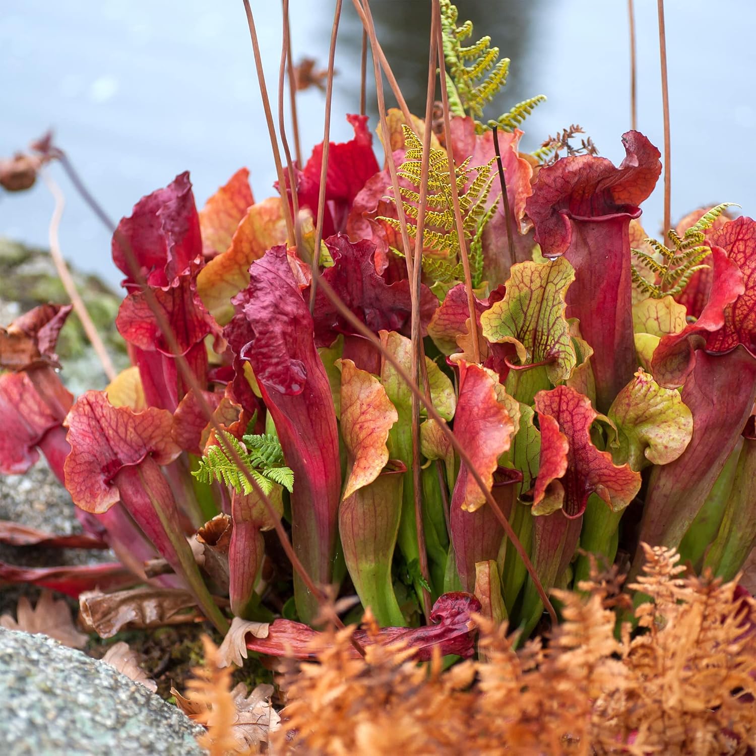 Purple Northern Pitcher Plant Seeds 30, Carnivorous Plant for Home Garden C345141