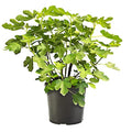 Shrub Brown Turkey Fig, 2.25 Gallon, Dark Purple