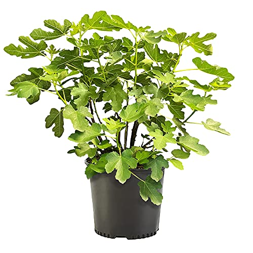 Shrub Brown Turkey Fig, 2.25 Gallon, Dark Purple