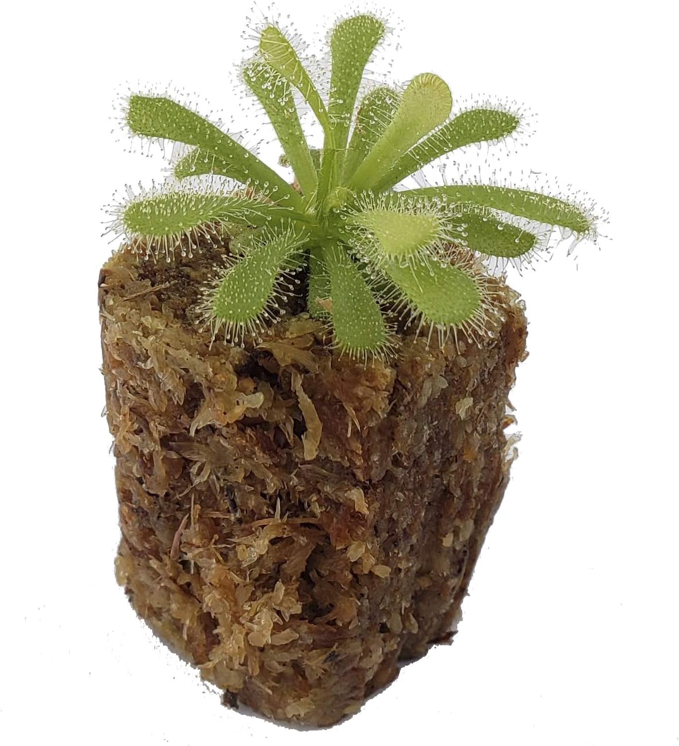 Drosera coccicaulis "Alba" Carnivorous Plant, 3" Pot with Soil U91343