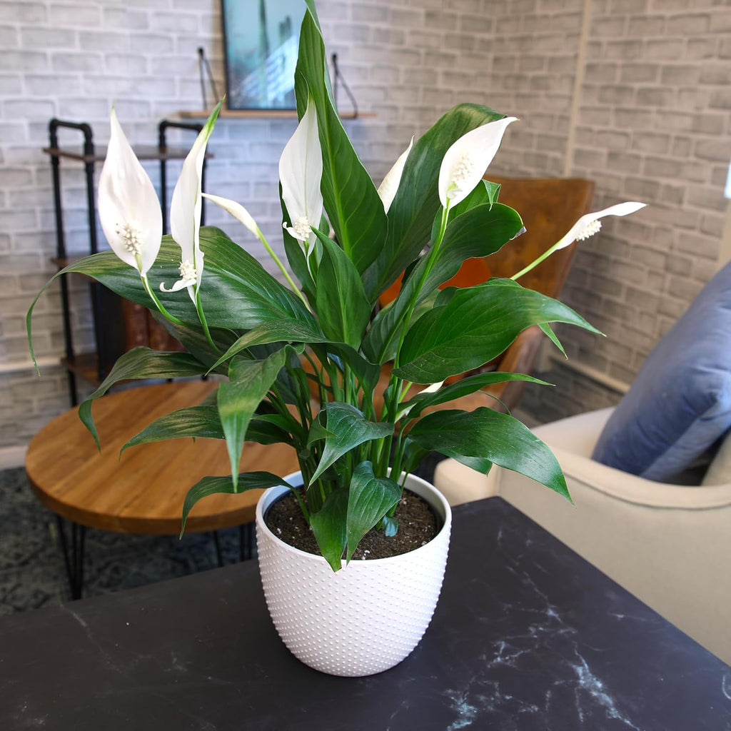 Peace Lily Plant in White 6 Inch Pot, Live Houseplant for Office and Low Light E57814